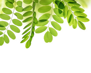 Fresh green spring leaf of Acacia or Black Locust on white background.