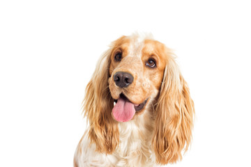 Sticker - English cocker spaniel dog on a white background