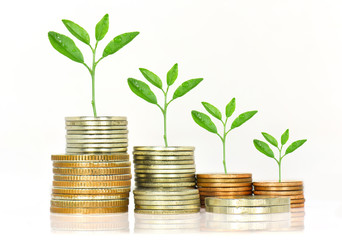 trees growing on piles of  coins on white background