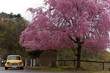 classic mini cooper and weeping cherry tree