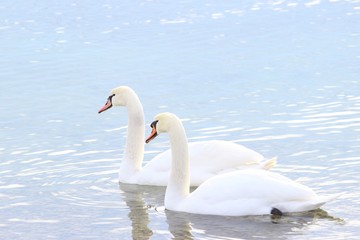 Wall Mural - Swans on lake