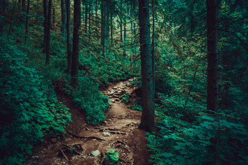 Pathway into the dark forest