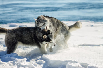 Two Huskies Schenkka fun playing in snow drifts