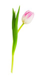 Fototapeta Tulipany - Pink and white tulip flower