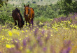 © Wonders of Europe - Retuerta horses (Equus ferus caballus) once native, now re-introduced to graze in Campanarios de Azaba Biological Reserve, a rewilding Europe Area, Salamanca, Castilla y Leon, Spain