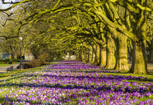 Spring Flowering Crocuses ,A Park In Szczecin Where There Is A Carpet Of Crocuses In The Spring.