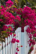 Bougainvillea With White Picket Fence