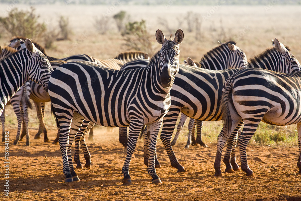 wild animals of Africa