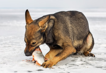 The hungry pooch eat fresh fish roach on the ice