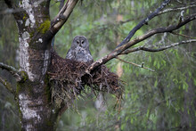 Great Grey Owl (Strix Nebulosa) With Chick In Nest In Boreal Forest, Northern Oulu, Finland, June 2008