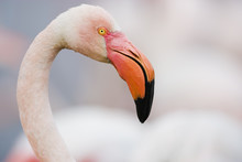 Greater Flamingo (Phoenicopterus Roseus) Head Portrait, Pont Du Gau, Camargue, France, April 2009