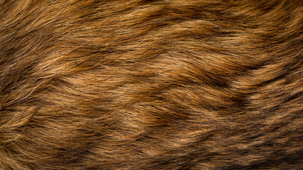 brown and beige dog fur texture