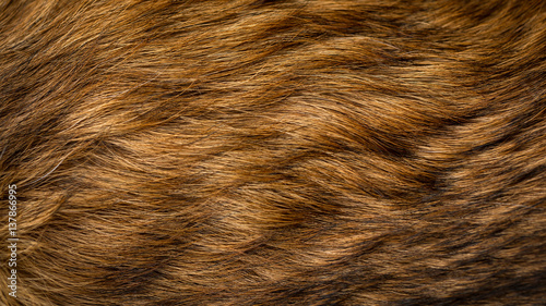 Fotografía Brown and beige dog fur texture