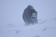 © Wonders of Europe - Muskox (Ovibos moschatus) in snow with strong wind, Dovrefjell National Park, Norway, February 2009