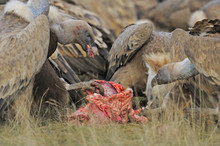 Griffon Vultures (Gyps Fulvus) Feeding On Carcass, Serra De Beumort, Gerri De La Sal, Catalonia, Spain, November 2008 Wild Wonders Kids Book.