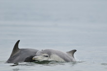 Bottlenosed Dolphin With Calf Swimming In Sea, Scotland