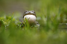 European Green Toad (Bufo Viridis) Calling, Vocal Sac Inflated, With Eyes Closed, In A Pond (at 2,711m) Adylsu Valley, Side Valley To Baksan Valley And Elbrus, Caucasus, Russia, June 2008