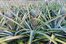Pineapple Tropical Fruit Growing In A Farm