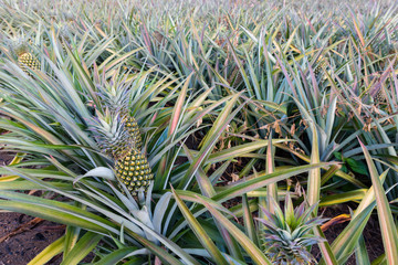 Wall Mural - Pineapple tropical fruit growing in a farm