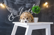 Corgi Puppy Lies On A Chair In Studio.