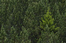 European Larch Trees (Larix Decidua) Liechtenstein, June 2009