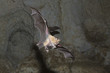© Wonders of Europe - Mehely's Horseshoe bat (Rhinolophus mehelyi) flying with baby in cave near Nikopol, Bulgaria, May 2008