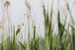© Wonders of Europe - Great reed warbler (Acrocephalus arundinaceus) singing amongst Common reeds (Phragmites australis) Hutovo Blato Nature Park, Bosnia and Herzegovina, May 2009