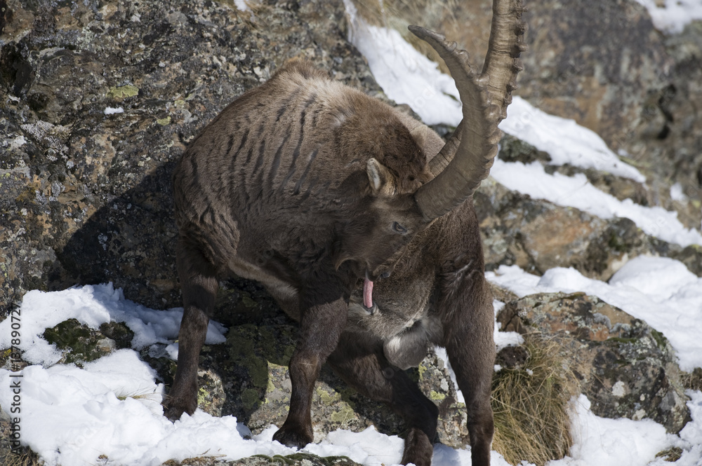 Кунг-фу панда порно жолбарыс Ұйықтап жатқан қызбен жыныстық қатынасқа қараңыз