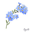 Branch of blue forget-me-not flowers.