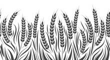 Harvest Horizontal Pattern Vector Illustration. Wheat, Rye Or Barley Field Isolated On White Background