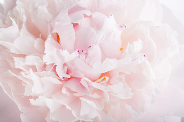 Fotoroleta piwonia wzór kwiat miłość ogród