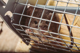 Fototapeta Zwierzęta - Little mouse in the cage