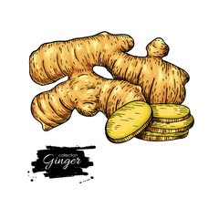 Wall Mural - Ginger root vector hand drawn illustration.  Root and sliced pie