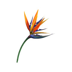 Wall Mural - 3d rendering strelitzia flower on white