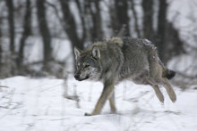 Wild Carpathian Grey Wolf (Canis Lupus Lupus) Loping Through Snow-bound Woodland Habitat. Bieszczady, Carpathian Mountains, Poland, December.
