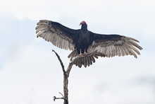 Turkey Vulture (Cathartes Aura) Front Wingspread On Branch, La Parguera, Puerto Rico 