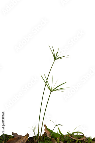 Fotografie, Obraz sedge isolate on white.The flow of the plant.