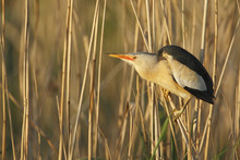 Little Bittern (Ixobrychus Minutus) Sitting In Reed, The Netherlands