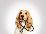 Fototapeta  - portrait vet dog spaniel on a gray background