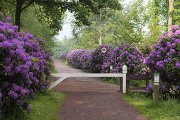 Wall Mural - footpath through blooming rhododendron flowers