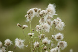 Fototapeta Dmuchawce - wild field flowers