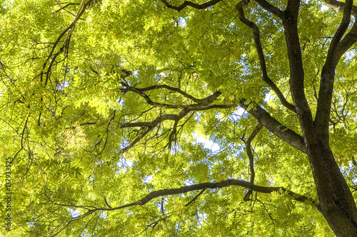 Fotografie, Obraz Ash tree, fraxinus, Austria, Vienna, 1. district, city hall