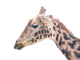 Giraffe on white background