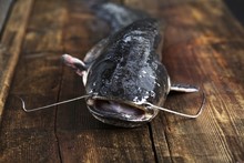 Freshly Caught Catfish On Wooden Board