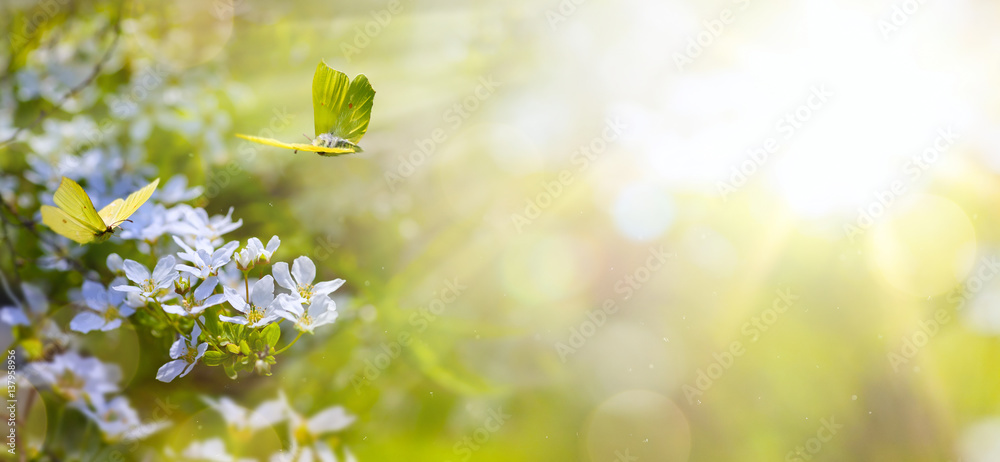 Easter spring flower background; fresh flower and yellow butterfly on green background - obrazy, fototapety, plakaty 