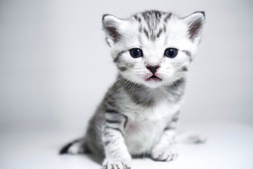 Kitten striped baby with a silver color. elegant kitten