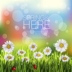 Wall Mural - Beautiful Spring Background