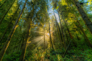 Wall Mural - Beautiful redwood forest. The sun's rays fall through the branches. Hatton Trail, Jedediah Smith Redwoods State Park. USA