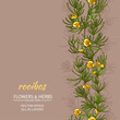 rooibos vector background