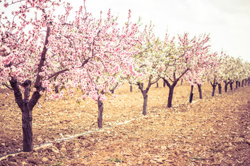 Sticker - Spring blossom orchard. Abstract blurred background.